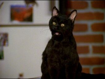 Salem Saberhaguen.jpg