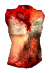 Torso.png