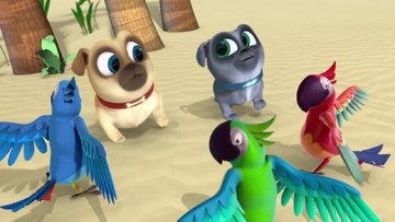 Bird puppy outlet