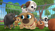 Rolly | Puppy dog pals Wiki | Fandom