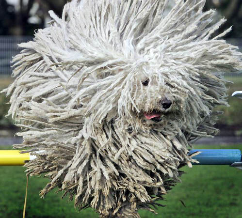 where did the hungarian puli originate