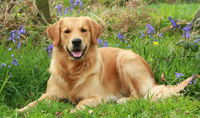 Golden retriever — Wikipédia