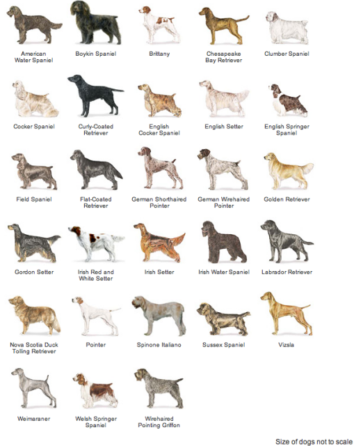 List of individual dogs - Wikipedia