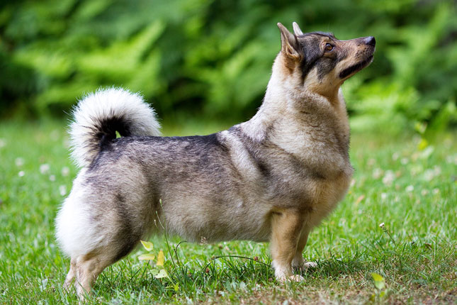 Swedish hotsell herding dog