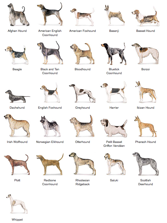 Hound Group – American Kennel Club