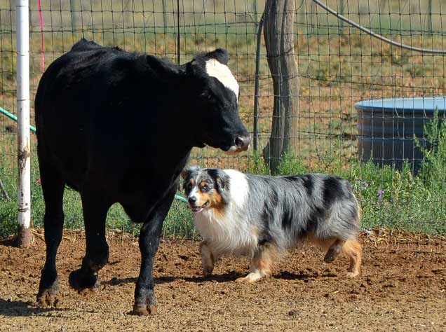 Australian shepherd discount herding cows