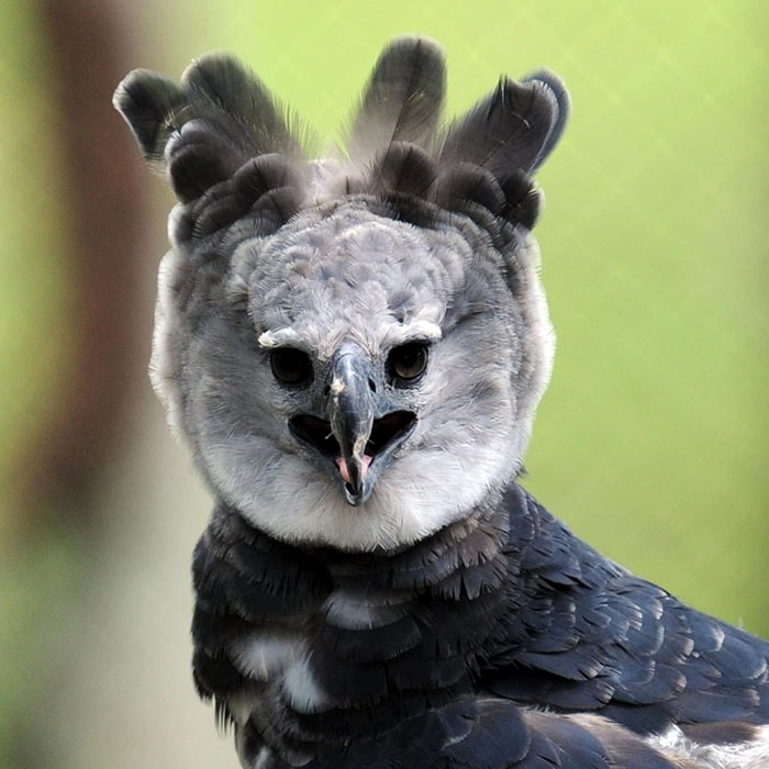 The Harpy Eagle, Pure Evil Wiki