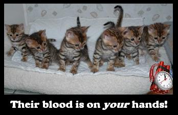 Panic kittens.jpg