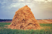 Hay 1300Lede.jpg