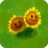 Twin Sunflowerz