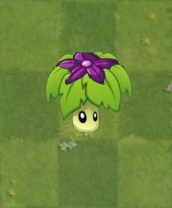 Umbrella Leaf (Plants Vs. Zombies 2) | Plants Vs. Zombies Character Creator Wiki | Fandom