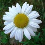 The Plant That Balloon Bloom Is Based