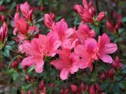 Azalea