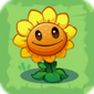 Sunflower3