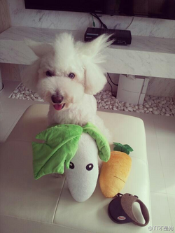 Umbrella Leaf Plants vs. Zombies Plush Wiki Fandom