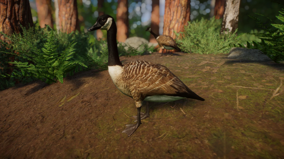 Canada Goose BongoHardwood Planet Zoo Modding Library Wiki Fandom