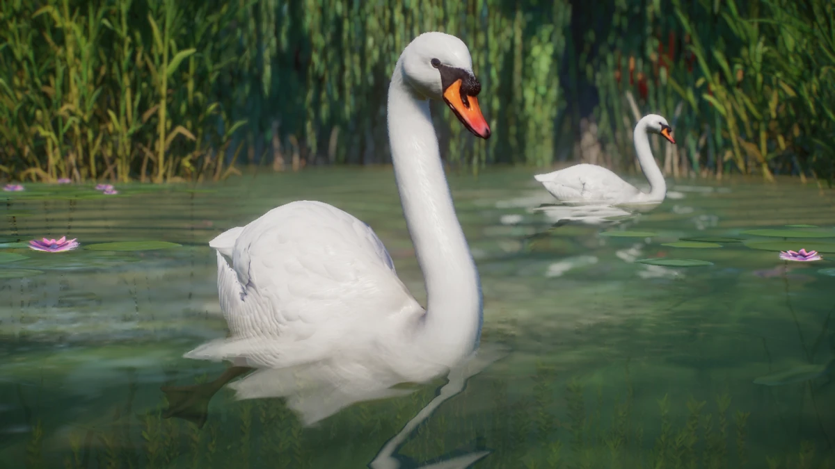 Mute Swan (Narwhaler) Zoo Modding Library Wiki Fandom