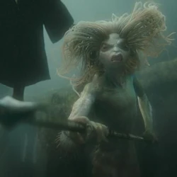 Category Xxxx Creatures The Harry Potter Compendium Fandom Harry peeked inside and was shocked at what he saw. category xxxx creatures the harry