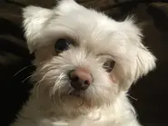 Rat Head Tilt.webp (271 KB) Rat, BadBoyHalo's dog