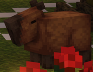 One of the Capybaras at the Favelas