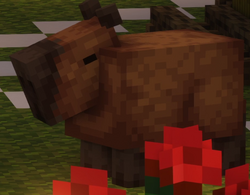 Capybaras, QSMP Wiki