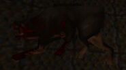 Rottweiler corpse