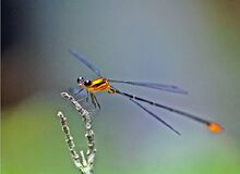 Heteragrion-rogertaylori-male-2big