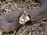 Western cottonmouth