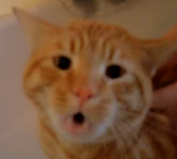 NightLunax135.png