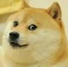 Dogeee.jpg