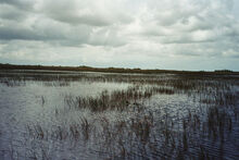 EvergladesWasser
