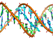 1DNA