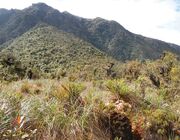 On Pampa of Quebrada Yanachaga at an altitude of 3000 m - ZooKeys-235-051-g009B