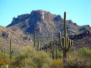 Saguaronationalparl17102008