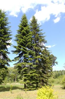 Abies sibirica HDR