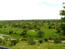 Tarangine (62)