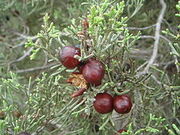 Juniperus phoenicea 4