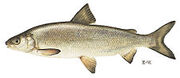 Lake whitefish1