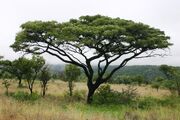 Burkea africana00