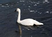 Yellowstonetrumpeterswan