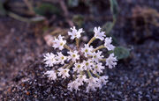 Abronia ammophila