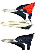 Campephilus principalisAPP049CA