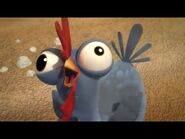 The Grey Chicken Going Crazy Faces