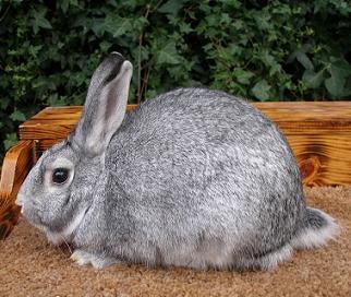 standard chinchilla rabbit