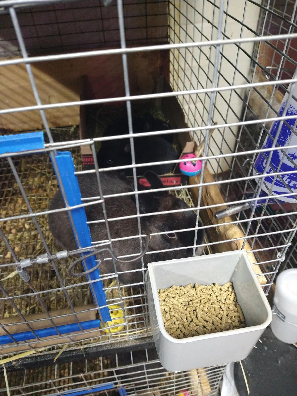 Cinder | Rabbit Lore Wiki | Fandom