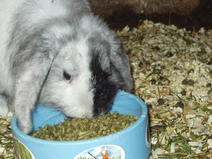 Bunnypedia, The Rabbit Wiki | Fandom