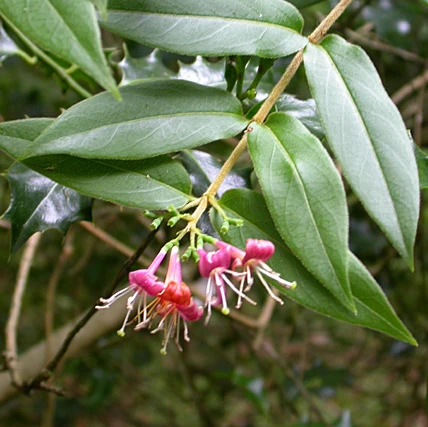 Feeding/Plants/Honeysuckle | Rabbits UK Wiki | Fandom