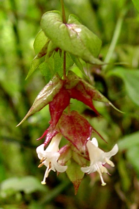 Feeding/Plants/Honeysuckle | Rabbits UK Wiki | Fandom