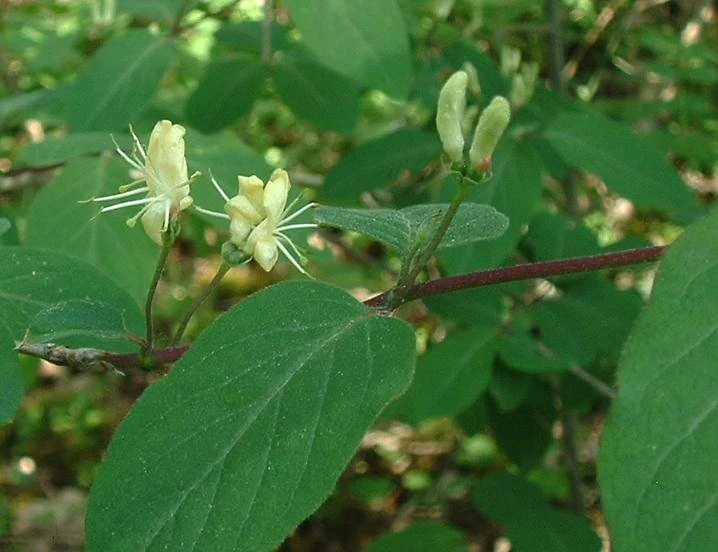 Feeding/Plants/Honeysuckle | Rabbits UK Wiki | Fandom