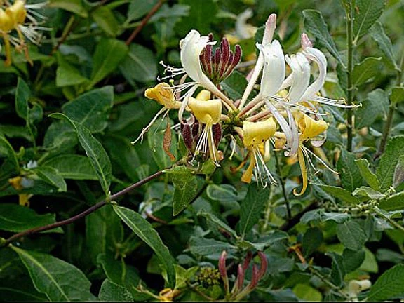 jasminum sambac plant Arabian Jasmine Plant Fragrant White Flowering Shrub main image 0